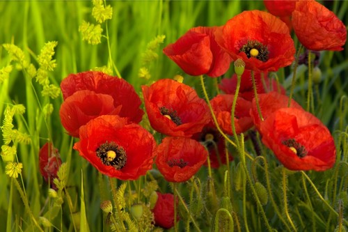 15000 samen klatschmohn - samen,