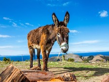 Wandbild: Esel auf Isla del