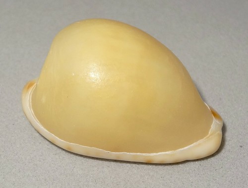Meeresschnecke cypraea - meeresschnecke,