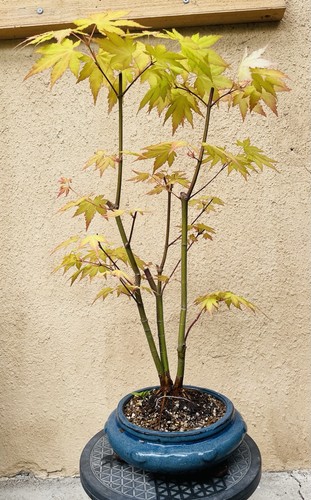 Bonsai top acer - top,
