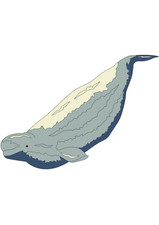 5x car sticker whale sticker