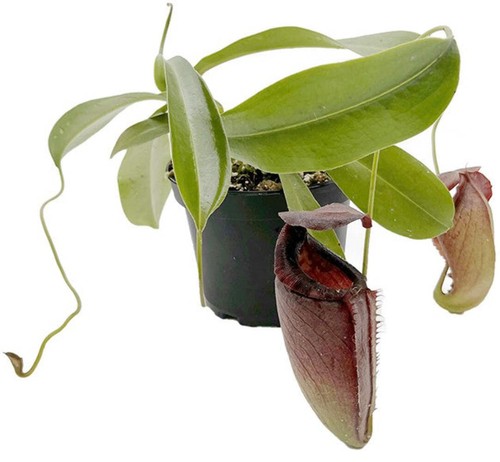 Nepenthes spathulata tenuis - spathulata, x