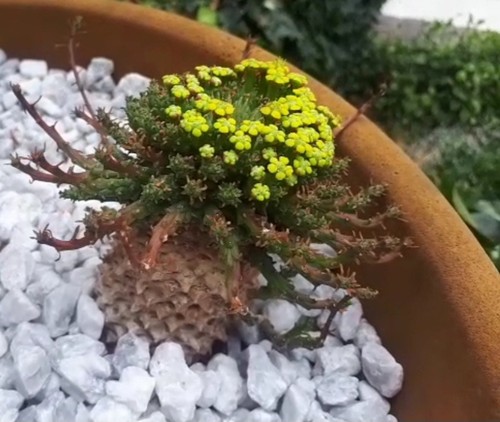 Kaktus medusa medusenhaupt - medusa,