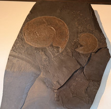 Ammoniten-Fossilien Sammlung