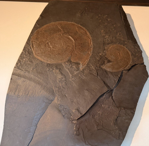 Ammoniten fossilien sammlung - ammoniten-fossilien,
