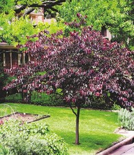 BALDUR Garten Cercis 'Forest Pansy', Judasbaum,1 Pflanze