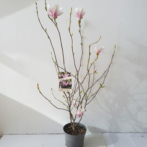 Magnolia soulangeana - , –