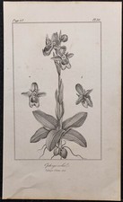 1846 - Ophrys Behaarte -