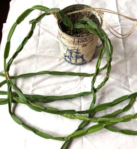 Rhipsalis paradoxa rarität - rhipsalis,