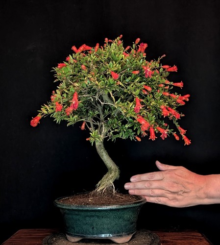 Bonsai granatapfel punica - granatapfel,