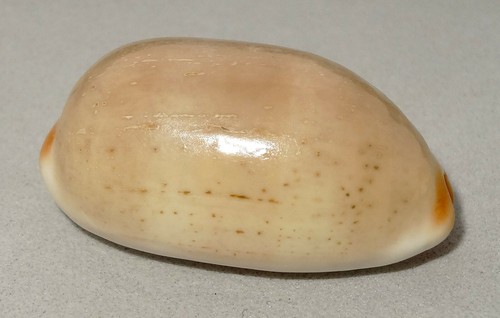 Meeresschnecke cypraea - meeresschnecke,