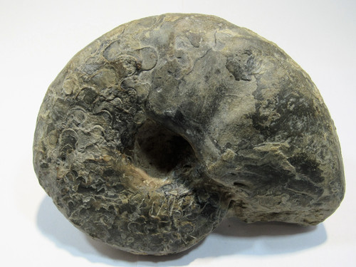 Ammonit ceratites muschelkalk - ceratites,