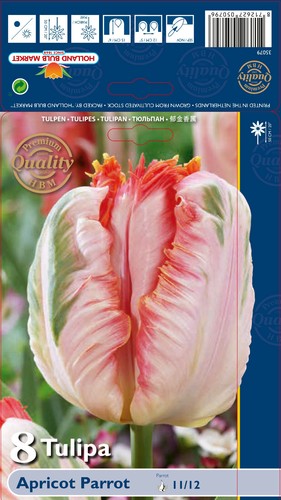 Tulpen - ,