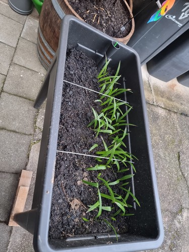 Stück trachycarpus - 40,