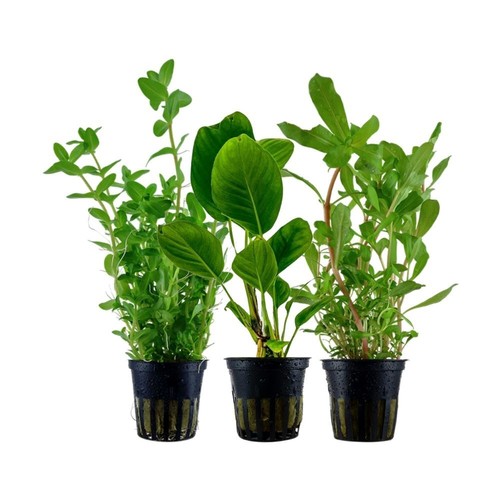 Pflanzen set mit hintergrund - set, 3