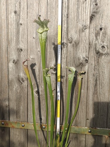 Sarracenia leucophylla xxl - sarracenia,