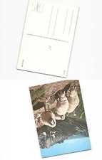 (a5621105)   Bergschafe Ansichtskarte �sterreich wie abgebildet