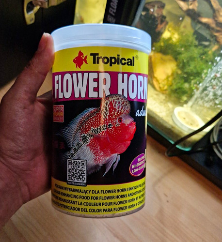 Tropical flower horn - tropical,