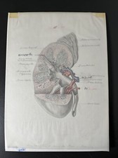 Frontalschnitt durch Niere &