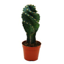 Cereus jamacaru "Spiralis" -