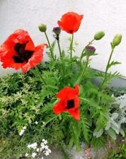 Türkischer Mohn rot 100 Samen winterhart mehrjährig