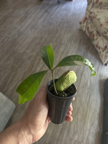 Mangobaum mango mangifera - mango,
