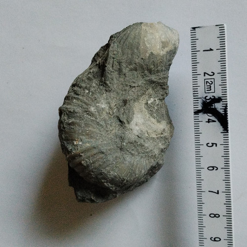 Ammonit tierfossil - 2x, ammonit-tierfossil