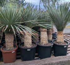 Yucca Rostrata 
