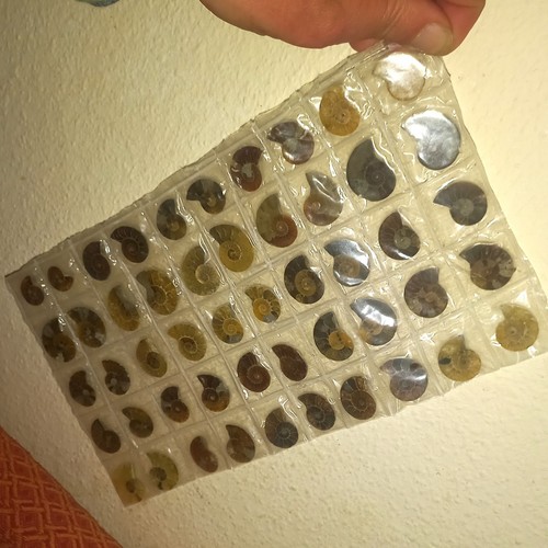 Original cleoniceras - ,