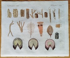 Botanik Bau der Gewächse -