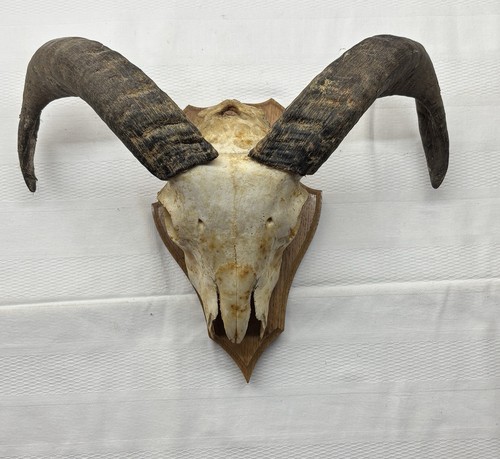Prächtige mufflon trophäe - prächtige,