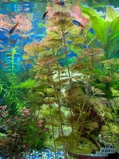 5x Rote Riesen Haarnixe