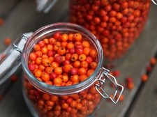 Essbare Vogelbeere / Eberesche EDULIS veredelt 100-120 cm im Container