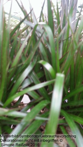 Drachenbaum dracaena - drachenbaum,