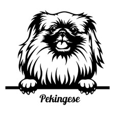Pekingese car sticker 9x9 cm
