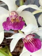 Rhynchostylis Hybride NEW Duft