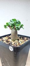 Adenium DHA 'PPL'