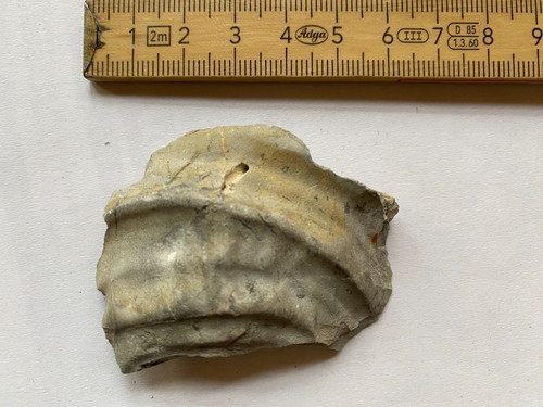 Fossil schnecke oder muschel - oder,