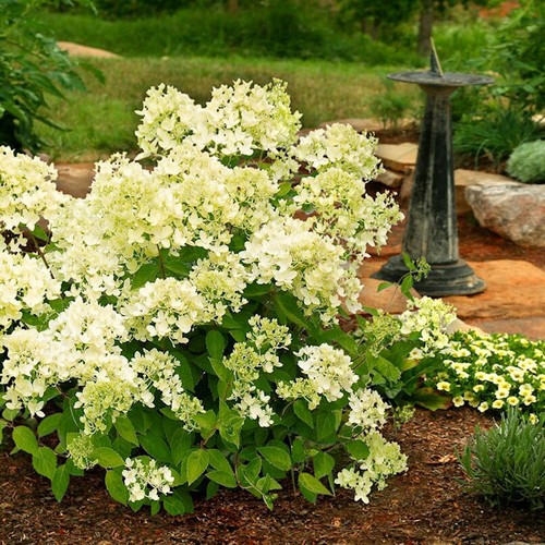 Rispenhortensie mont blanc - rispenhortensie, blanc®