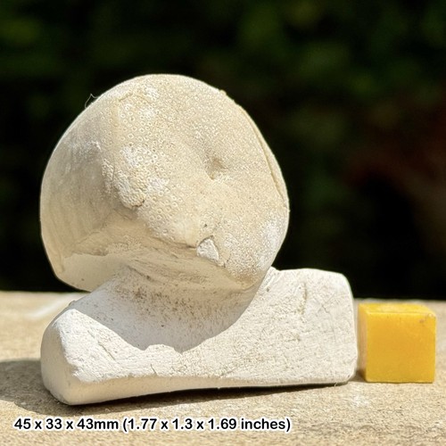 Fossil seeigel conulus - fossil,
