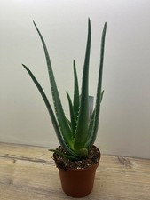 Aloe vera pflanze 12er - pflanze, topf