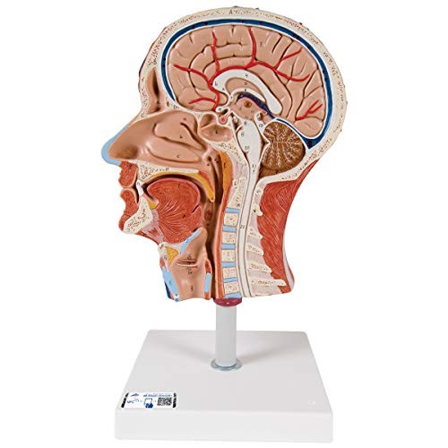 Scientific anatomie - scientific,