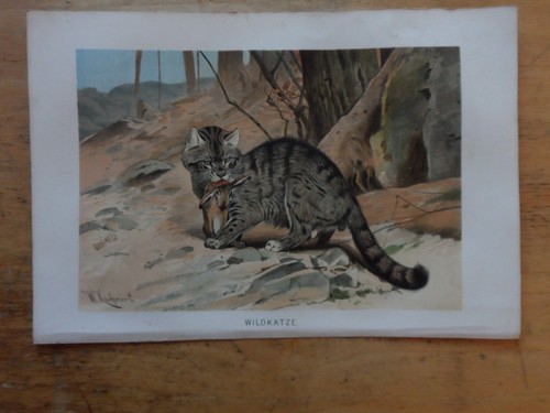 Orig chromolithographie - orig.(1890),