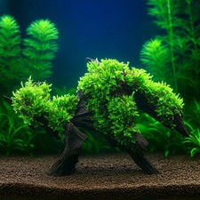 Vesicularia montagnei