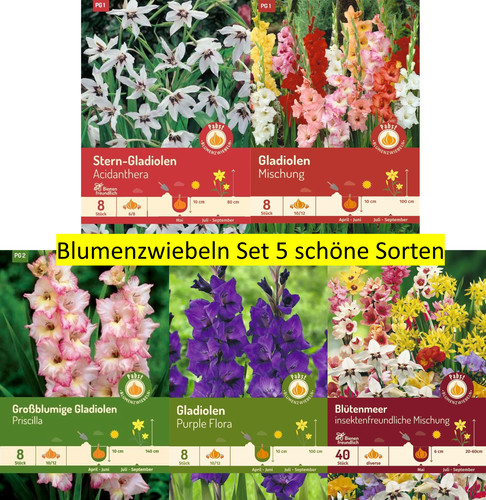 Gladiolen blumenzwiebeln set - gladiolen, 5