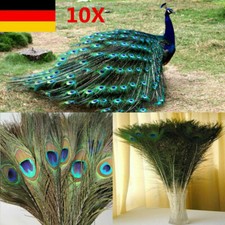 10X Natürliche Pfauenfedern
