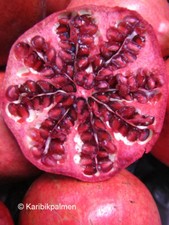 Punica granatum 'Rosso' - Granatapfelbaum - Pflanze 150-170cm Frost -12°