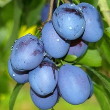 Schönberger Zwetsche Große Hauszwetsche großfruchtige süße Zwetschge