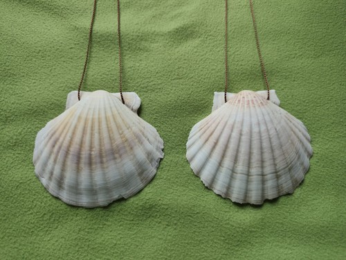 Stk jakobsmuscheln mit - stk.,