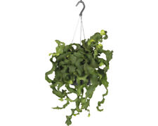 Sägekaktus Ampel FloraSelf